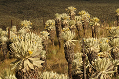 Hedgehog cacti