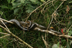 Coluber Snakes