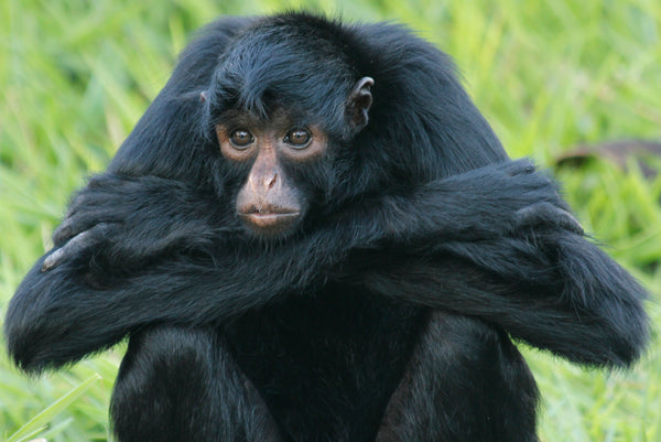 Chimpanzee Primate