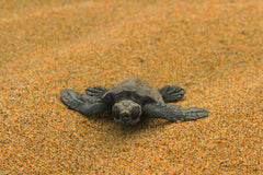 Olive ridley sea turtle