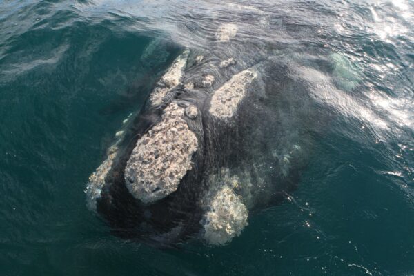 Gray whale