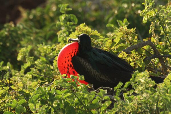 Ciconiiformes