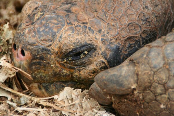 Gopher tortoise