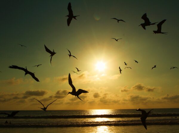 flock of birds in sunset