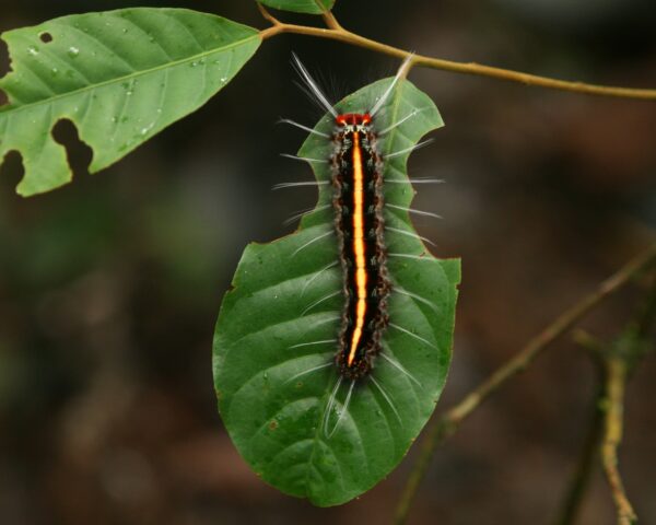 Caterpillar