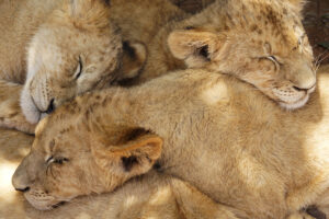 FB LION CUBS SLEEPLING