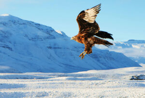 FB MAGESTING FLYING PATAGONIAN EAGLE ON WINTER