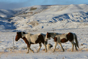 FB PATAGONIAN HORSES WALKING ON SNOWY WINTER