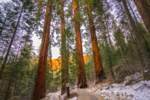 FB ROAD AND FOUR GIANT SEQUOIAS SUNSET