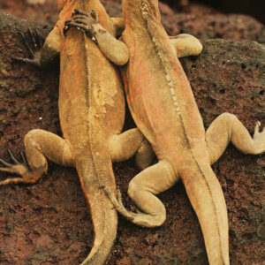 FB VERTICAL HUGGING GALAPAGOS IGUANAS