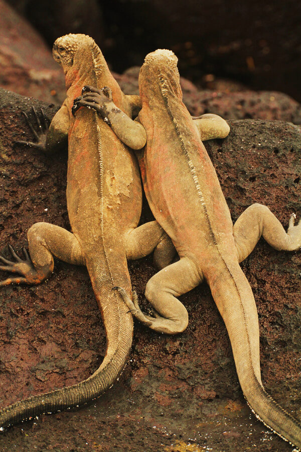 FB VERTICAL HUGGING GALAPAGOS IGUANAS